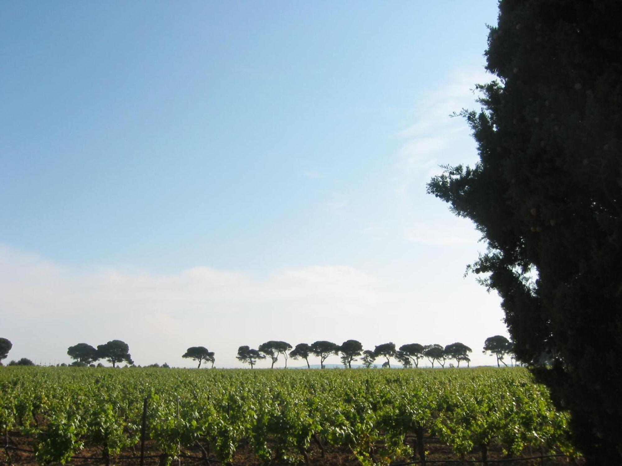 Domaine La Yole Wine Resort Vendres Zewnętrze zdjęcie
