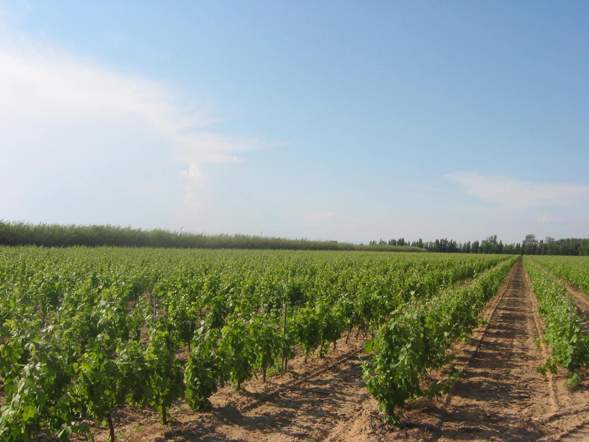 Domaine La Yole Wine Resort Vendres Zewnętrze zdjęcie